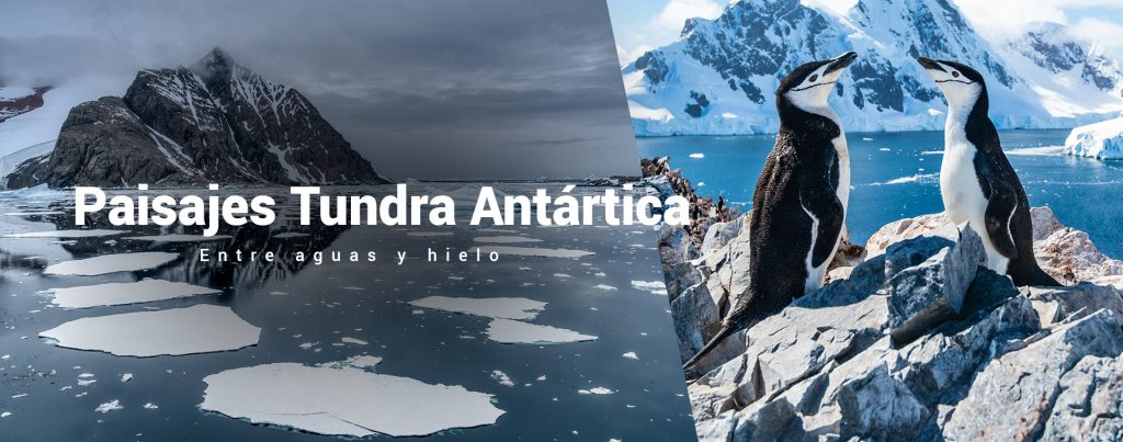 Cover para categoria de paisajes de tundra antartica, una fotocomposicion de dos imaganes, una de la peninsula antartica y una blqoues de hielo flotando en el mar. La segunda foto es de dos pinguinos sobre unas rocas.