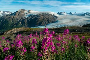 campo de flores rosas entre el paisaje de tundra alpina al fondo montañas escarpadas y un glaciar.