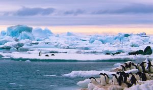 Paisaje de tundra antartica cerca de la costa donde se reunen muchos pinguinos durante el atardecer de la península antártica.