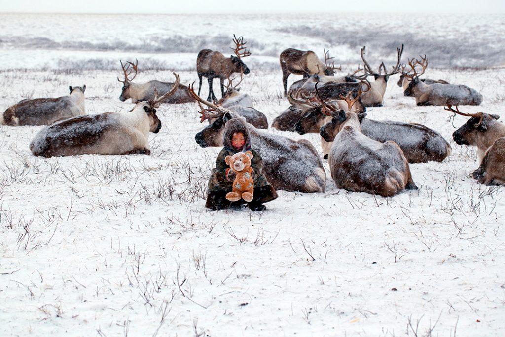 Niño de la tribu de los nenets con un peluche entre un grupo de renos domesticados en un paisaje de tundra artica.
