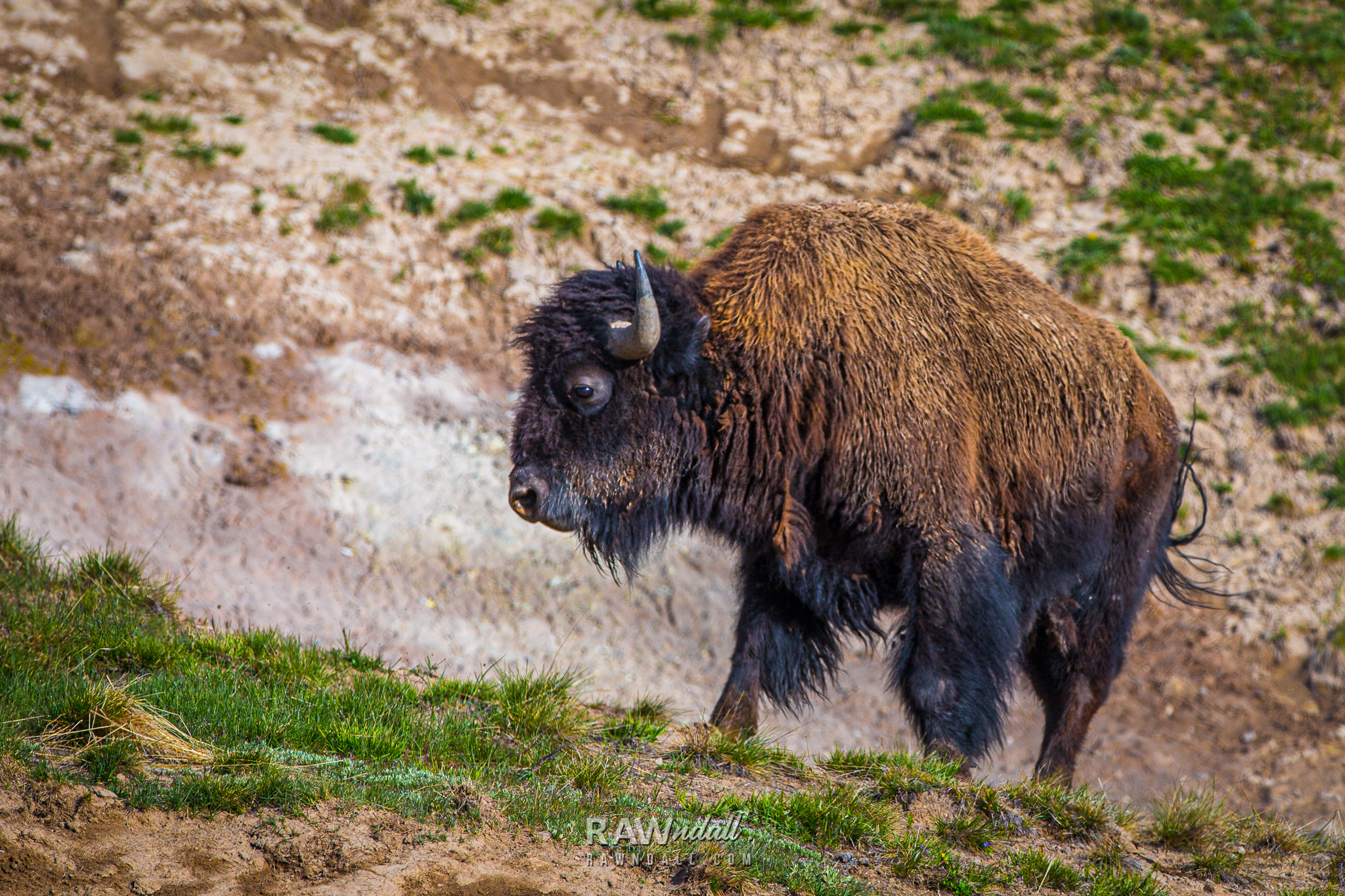 Bisonte entre un paisaje de estepa en Yellowstone, Wyoming.