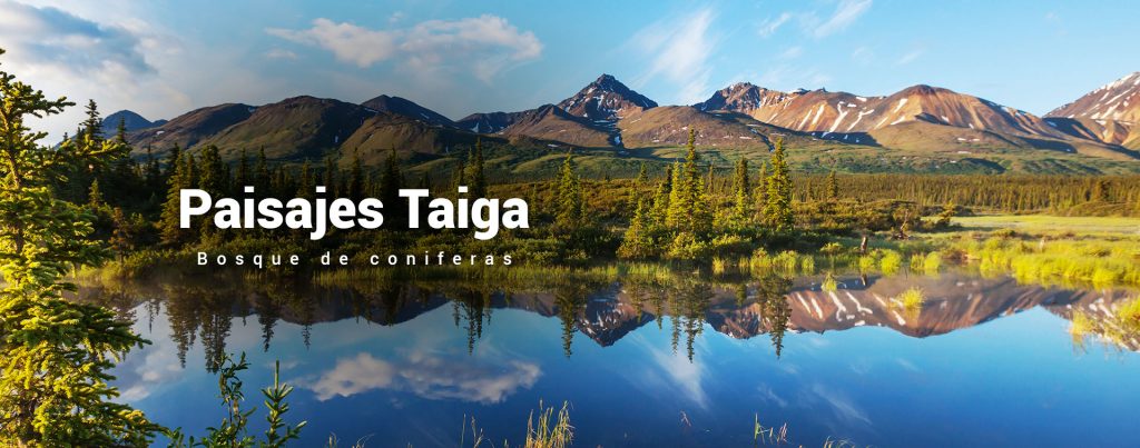 Cover para la pagina paisaje de taiga, un bosque boreal de una montañas cubiertas por arboles de coniferas en primevera.