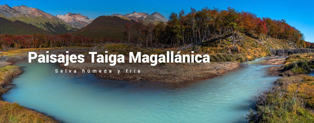 Cover para la pagina de los paisajes de taiga magallanica, en esta una fotografía de un rio color turquesa en medio de un bosque magallanico de la Patagonia.