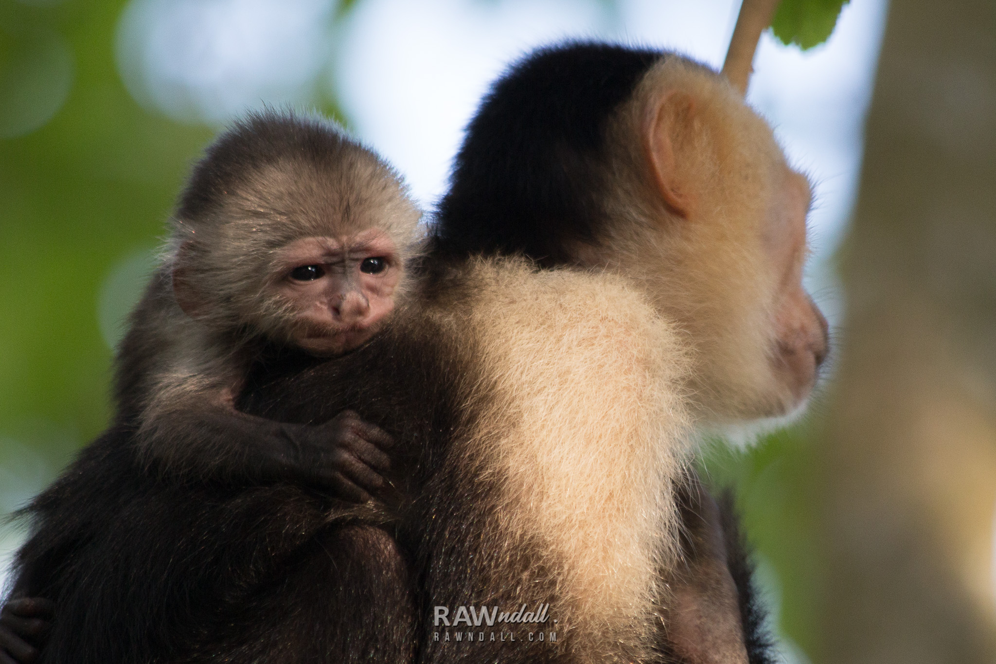 Mono cara blanca bebe con la mama en Costa Rica