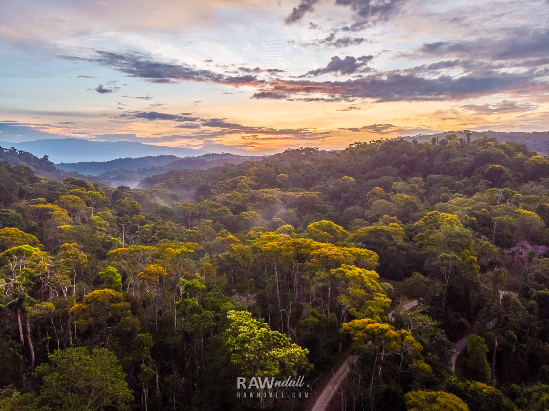 Paisaje de bosque tropical floreado de color amarillo en un amanecer, Costa Rica.