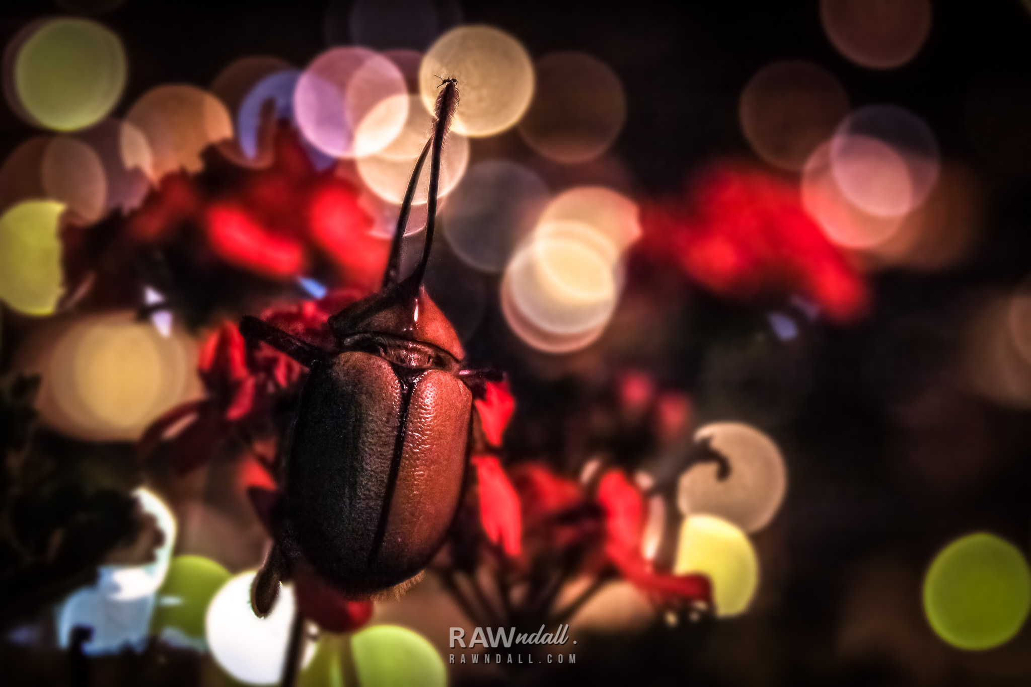 Escarabajo entre flores rojas y luces de la ciudad.
