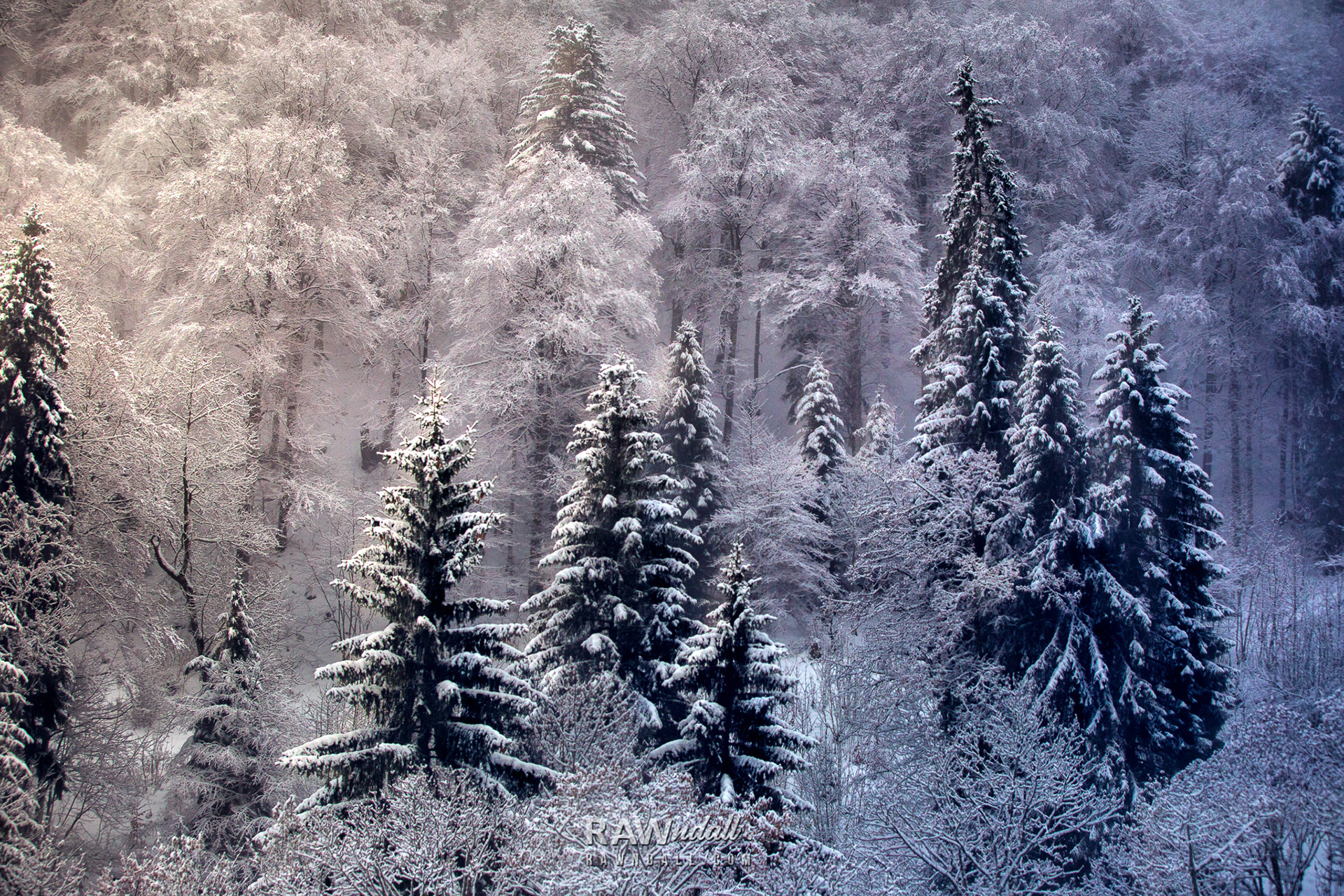 Paisaje de bosque de coniferas entre la nieve.