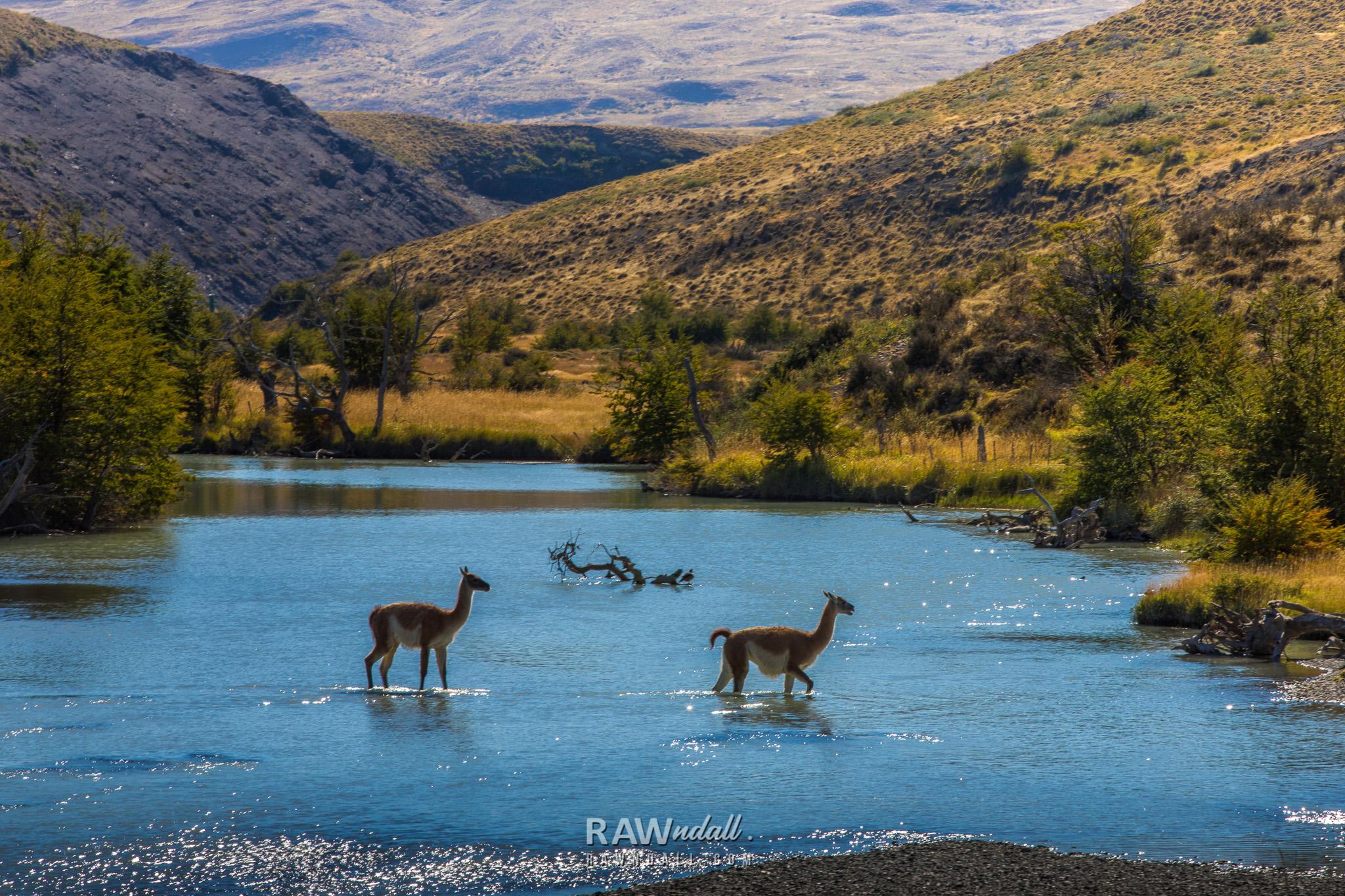 Dos guanacos cruzan el rio en un paisaje de la taiga magallanica
