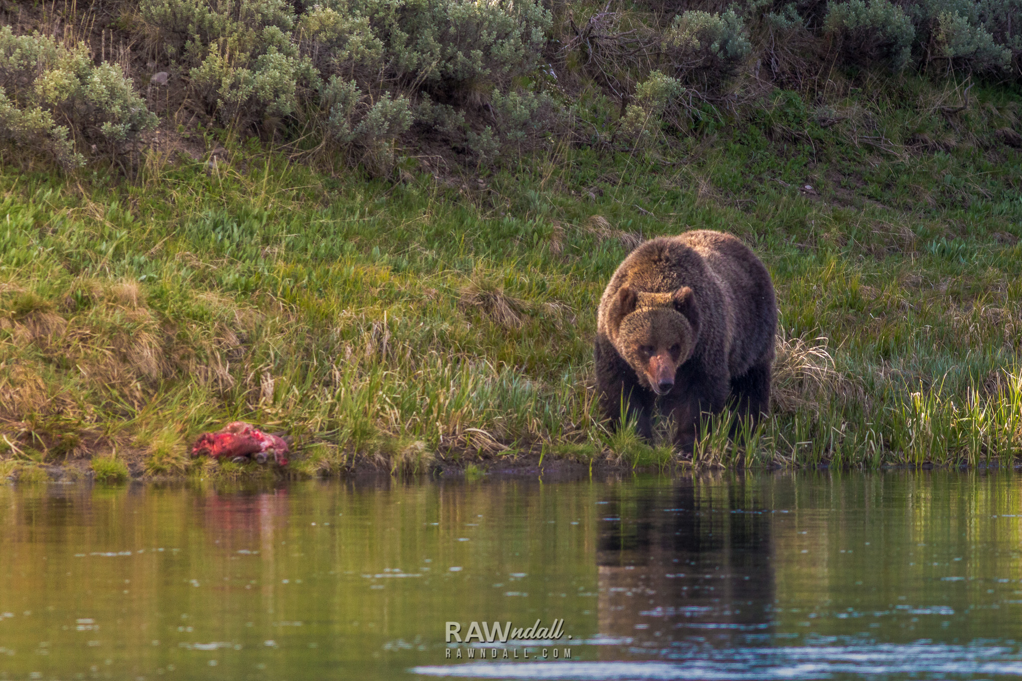 Oso grizzly comiéndose un bisonte bebe.
