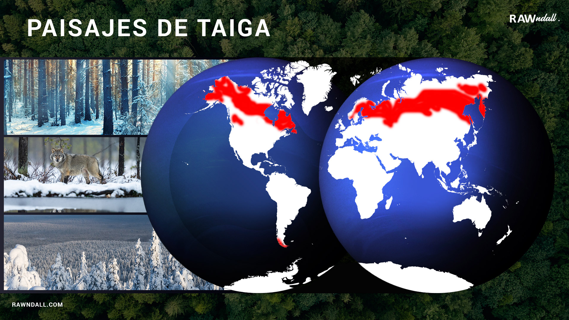 Mapa de paisajes de la taiga, en un planisferio representado de color rojo la región que abarcan los paisajes de taiga. a su lado tres fotografías. La primera del un bosque de coníferas, en la segunda un lobo entre la nieve y la tercera de un bosque de pinos cubiertos por nieve